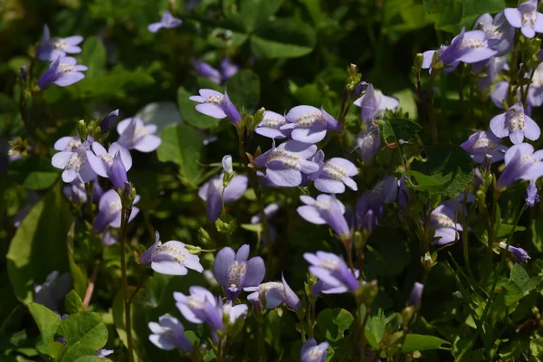 Miquel 'in mazus çiçekleri. Phrymaceae daimi bitkileri. İlkbahardan yaz başına kadar, merkezi bronzlaşma bölgesinde tüylü mor çiçekler çıkar. Taşlarla yayılma özelliğine sahip..
