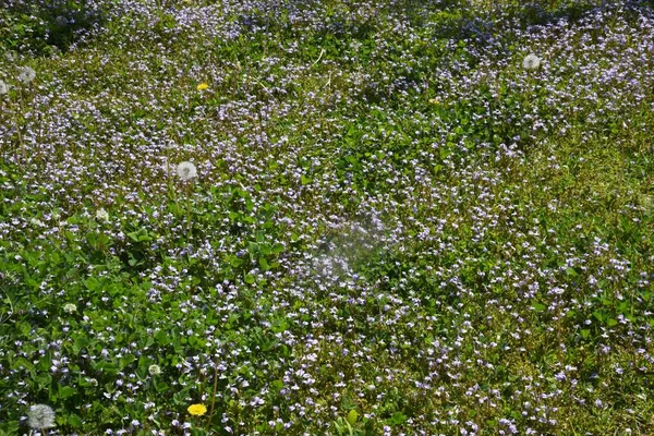 Miquel 'in mazus çiçekleri. Phrymaceae daimi bitkileri. İlkbahardan yaz başına kadar, merkezi bronzlaşma bölgesinde tüylü mor çiçekler çıkar. Taşlarla yayılma özelliğine sahip..