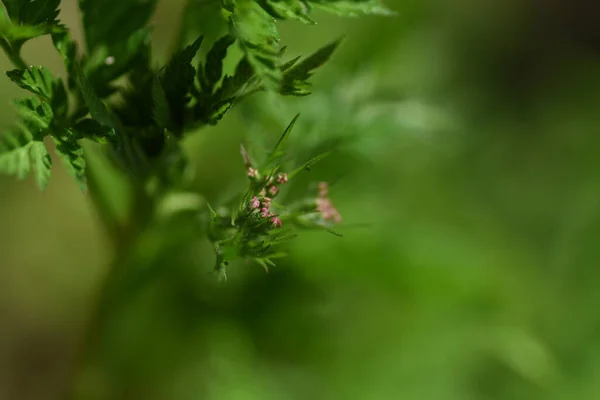 Die Raue Igel Petersilie Tolrilis Scabra Blüht Apiaceae Einjährige Pflanzen — Stockfoto