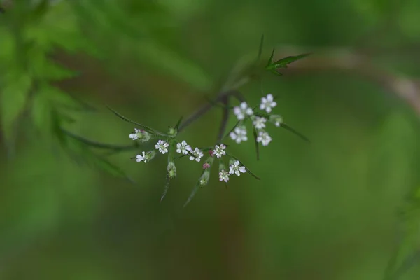 Fleurs Persil Hérisson Tolrilis Scabra Rugueuses Apiaceae Plantes Annuelles Fleurs — Photo