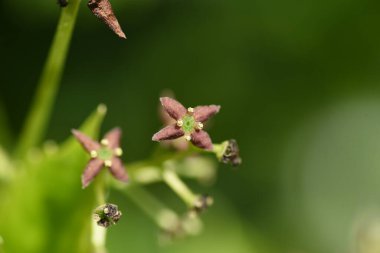 Bahar Japon Aucuba 'sı. Çiçekler, taze yapraklar ve meyveler. Garryaceae ya da Aucubaceae hiç bitmeyen yeşil çalı.