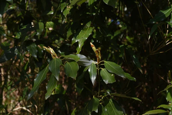 Frühling Japanische Aukuba Blüten Junge Blätter Und Beeren Garryaceae Oder — Stockfoto