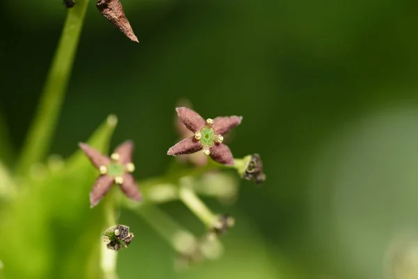 Primavera Japonês Aucuba Flores Folhas Jovens Bagas Garryaceae Aucubaceae Arbusto — Fotografia de Stock