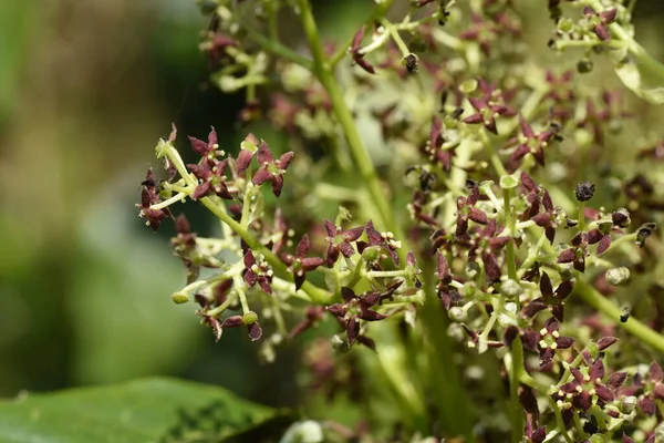Tavaszi Japán Aucuba Virágok Fiatal Levelek Bogyók Garryaceae Vagy Aucubaceae — Stock Fotó