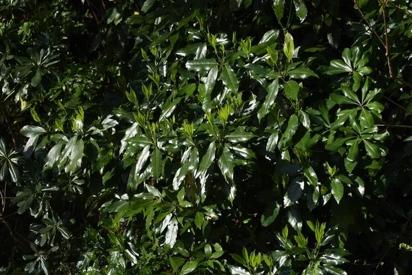 Voorjaar Japanse Aucuba Bloemen Jonge Bladeren Bessen Garryaceae Aucubaceae Groenblijvende — Stockfoto