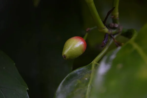 Primavera Japonês Aucuba Flores Folhas Jovens Bagas Garryaceae Aucubaceae Arbusto — Fotografia de Stock