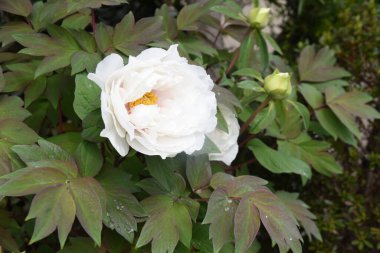 Ağaç şakayığı çiçekleri. Paeoniaceae yaprak döken çalı. Nisan 'dan Haziran' a kadar, kırmızı, beyaz ve mor gibi çeşitli renklerde çiçekler açar..
