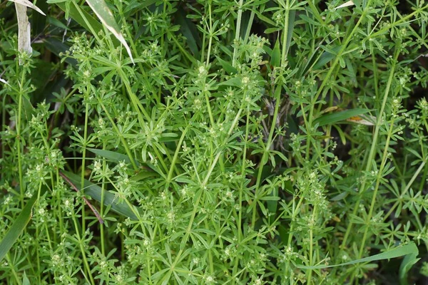 Catchweed Galium Spurium Virágok Rubiaceae Éves Növények Kis Sárga Zöld — Stock Fotó