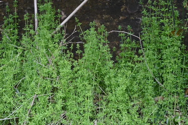 Galium Spurium 花菊科一年生植物 直径1 5毫米的黄绿色小花 5月至6月开放 — 图库照片