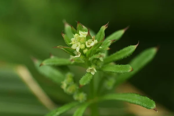 Kwiaty Wodorostów Galium Spurium Rośliny Rubiaceae Roczne Małe Żółto Zielone — Zdjęcie stockowe