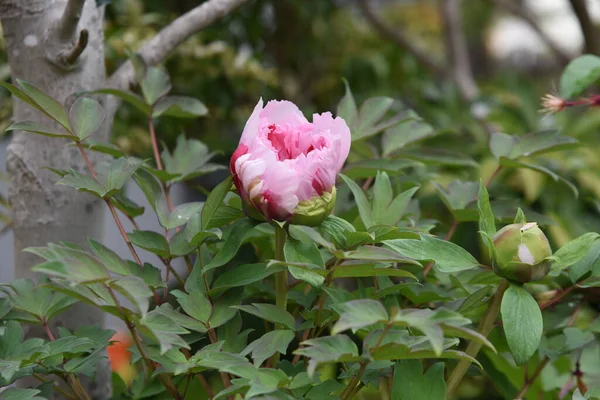 Die Pfingstrose Blüht Paeoniaceae Laubbaum Von April Bis Juni Blühen — Stockfoto