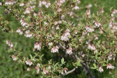  Yabanmersini çiçekleri. Ericaceae çalı ağacı. Çan şeklinde çiçekler ilkbaharda açar ve meyveler sonbaharda olgunlaşır ve reçel, meyve suyu ve tatlı için kullanılır..