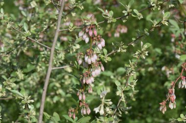  Yabanmersini çiçekleri. Ericaceae çalı ağacı. Çan şeklinde çiçekler ilkbaharda açar ve meyveler sonbaharda olgunlaşır ve reçel, meyve suyu ve tatlı için kullanılır..