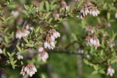  Yabanmersini çiçekleri. Ericaceae çalı ağacı. Çan şeklinde çiçekler ilkbaharda açar ve meyveler sonbaharda olgunlaşır ve reçel, meyve suyu ve tatlı için kullanılır..