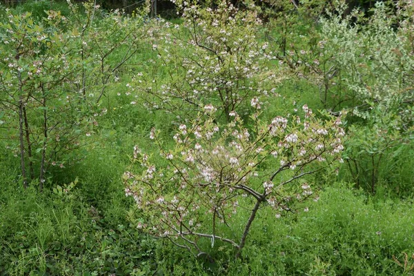 Flores Mirtilo Ericaceae Arbusto Árvore Frutífera Flores Forma Sino Florescem — Fotografia de Stock