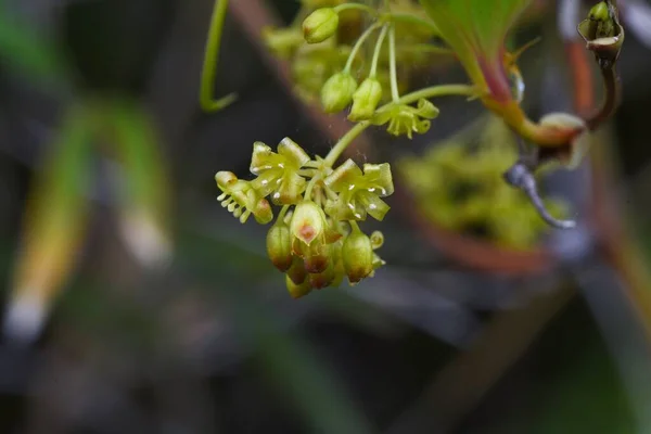 Smilax Porcelán Kínai Gyökér Virágok Smilacaceae Évelő Szőlő Cserje Sok — Stock Fotó