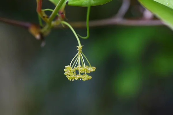 Smilax Chine Racine Chine Fleurs Smilacaceae Arbuste Vigne Vivace Nombreux — Photo