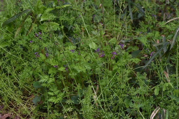 菊科植物 Corydalis Insica 番石榴科有毒植物 从3月到4月 它主要生长在树荫下 开花长2厘米 长红色紫色管状花 — 图库照片
