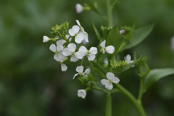 Flores Rabanete Branco Japonês Brassicaceae Vegetais Flores Brancas Roxas Claras — Fotografia de Stock