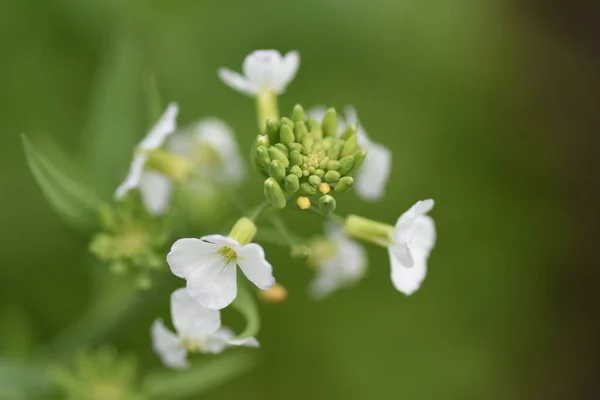 Fleurs Radis Blanc Japonais Brassicaceae Légumes Fleurs Blanches Quatre Pétales — Photo