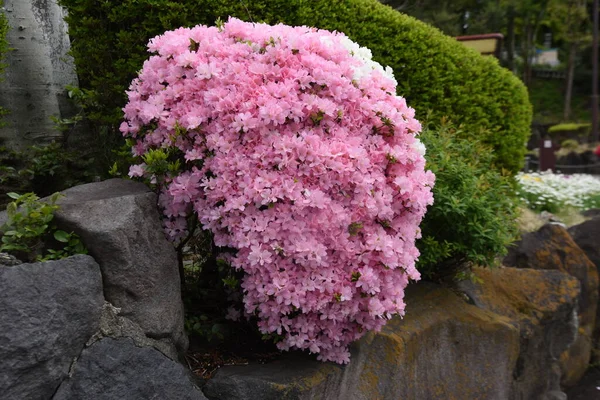 Japonês Kurume Azalea Rhododendron Obtusum Flores Característica Desta Árvore Floração — Fotografia de Stock