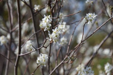 Juneberry çiçekleri. Baharın başlarında beş yapraklı beyaz çiçekler açar ve Haziran ayında meyveler toplanabilir. Çiçeklerin, meyvelerin ve sonbahar yapraklarının tadını çıkarabileceğiniz bir bahçe ağacı kadar popüler..