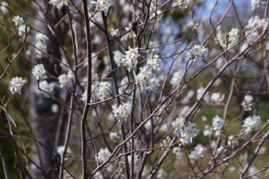 Juneberry çiçekleri. Baharın başlarında beş yapraklı beyaz çiçekler açar ve Haziran ayında meyveler toplanabilir. Çiçeklerin, meyvelerin ve sonbahar yapraklarının tadını çıkarabileceğiniz bir bahçe ağacı kadar popüler..