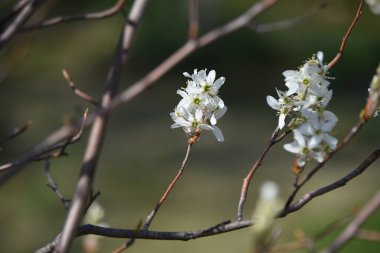Juneberry çiçekleri. Baharın başlarında beş yapraklı beyaz çiçekler açar ve Haziran ayında meyveler toplanabilir. Çiçeklerin, meyvelerin ve sonbahar yapraklarının tadını çıkarabileceğiniz bir bahçe ağacı kadar popüler..