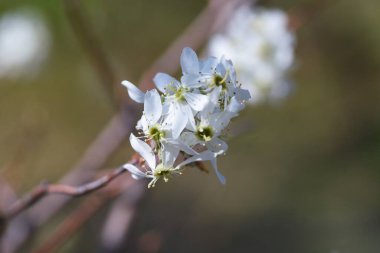 Juneberry çiçekleri. Baharın başlarında beş yapraklı beyaz çiçekler açar ve Haziran ayında meyveler toplanabilir. Çiçeklerin, meyvelerin ve sonbahar yapraklarının tadını çıkarabileceğiniz bir bahçe ağacı kadar popüler..