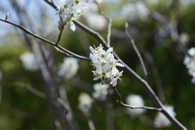 Juneberry çiçekleri. Baharın başlarında beş yapraklı beyaz çiçekler açar ve Haziran ayında meyveler toplanabilir. Çiçeklerin, meyvelerin ve sonbahar yapraklarının tadını çıkarabileceğiniz bir bahçe ağacı kadar popüler..