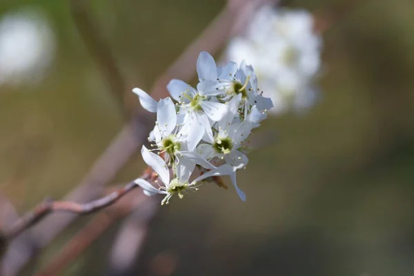 Flores Juneberry Flores Blancas Cinco Pétalos Florecen Principios Primavera Los —  Fotos de Stock