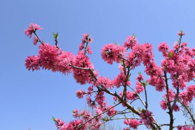 Amigdalus persica çiçek açar. Rosaceae yaprak döken ağacı. Koyu kırmızı çifte çiçekler Mart sonundan Nisan başına kadar açar..