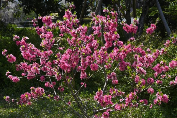 Amygdalus Persica Blossoms Rosaceae Deciduous Tree Deep Red Double Flowers — Stock Photo, Image