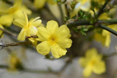 Jasminum Mesnyi çiçekleri. Oleaceae her zaman yeşil yapraklı, yarı sarmaşık çiçekleri. Mart 'tan Nisan' a kadar, sarı çiçekler uzun dallarda açarlar..