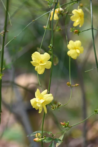 Jasminum Mesnyi Flowers Oleaceae Evergreen Deciduous Semi Vine Flowers March — Foto de Stock