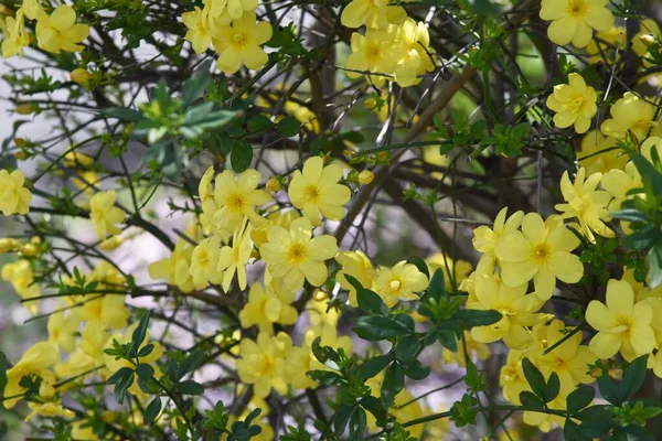Jasminum Mesnyi Flowers Oleaceae Evergreen Deciduous Semi Vine Flowers March — Foto de Stock