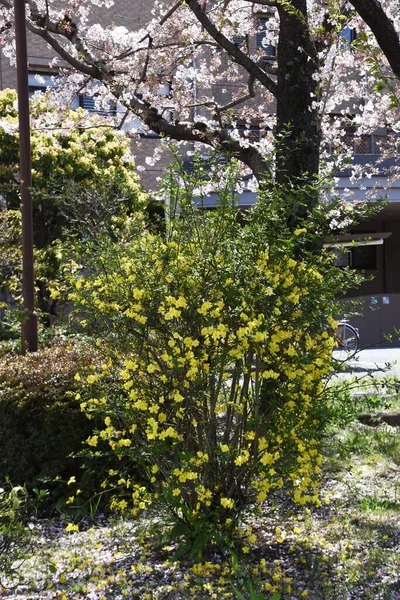Jasminum Mesnyi Bloemen Oleaceae Groenblijvende Loofbomen Halfwijnstokken Bloemen Van Maart — Stockfoto