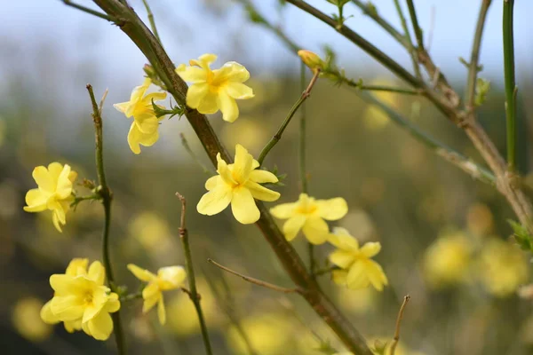 Jasminum Mesnyi Květiny Oleaceae Věčně Zelené Listnaté Polovinné Květy Března — Stock fotografie