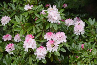 Rhododendron, Ericaceae ailesinin yemyeşil bir çalısıdır ve Nisan 'dan Haziran' a kadar büyük ve muhteşem çiçekler ürettiği için 'Çiçeklerin Kraliçesi' olarak adlandırılır..