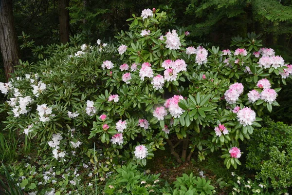 Rhododendron Evergreen Shrub Family Ericaceae Called Queen Flowering Trees Because —  Fotos de Stock
