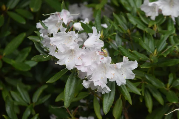 Rododendron Jest Wiecznie Zielonym Krzewem Rodziny Ericaceae Jest Nazywany Królową — Zdjęcie stockowe