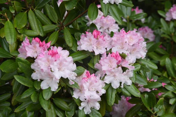 Rododendron Věčně Zelený Keř Čeledi Ericaceae Nazývá Královna Kvetoucích Stromů — Stock fotografie