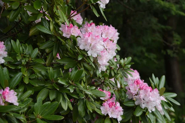 Rhododendron Ist Ein Immergrüner Strauch Aus Der Familie Der Ericaceae — Stockfoto