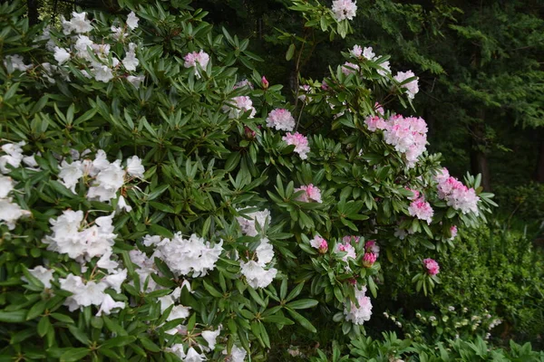 Rhododendron Evergreen Shrub Family Ericaceae Called Queen Flowering Trees Because — Stock Photo, Image