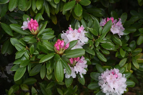 Rhododendron Evergreen Shrub Family Ericaceae Called Queen Flowering Trees Because — ストック写真