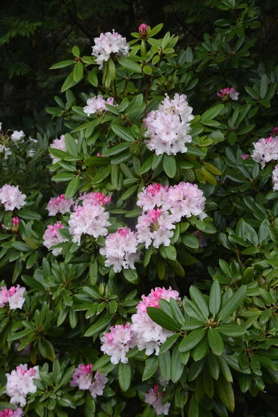 Rhododendron Ericaceae 상록수 관목으로 월부터 월까지 피임으로써 이라고 불린다 — 스톡 사진