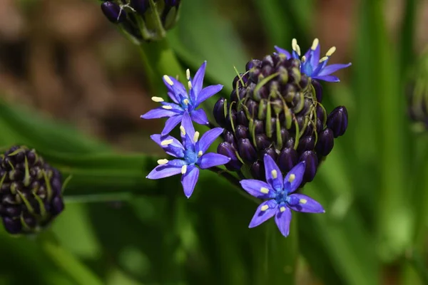 キューバユリ Silla Peruviana 花を咲かせます アブラナ科の多年生植物 地中海沿岸に自生し 3月から6月に青紫色の小穂を付けます — ストック写真