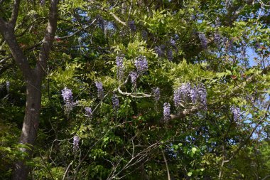 Wisteria brachybotrys çiçekleri. Fabaceae yapraklı asma ağacı. Japonya 'ya özgüdür ve dağlarda doğal olarak yetişir. Nisan 'dan Mayıs' a kadar soluk mor çiçekler var..