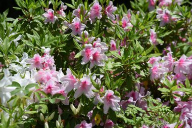 Azalea (Rhododendron) çiçekleri. Ericaceae her daim yeşil çalı. Huni biçimli çiçekler Nisan 'dan Mayıs' a kadar dalların uçlarına bağlıdır..