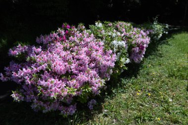 Azalea (Rhododendron) çiçekleri. Ericaceae her daim yeşil çalı. Huni biçimli çiçekler Nisan 'dan Mayıs' a kadar dalların uçlarına bağlıdır..
